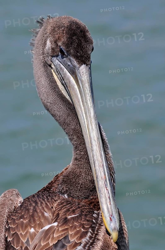 Brown pelican (Pelecanus occidentalis)
