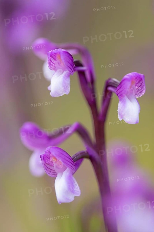 A macro shot capturing the intricate details and vibrant colors of the Orchis champagneuxii flower, showing its unique purple and white petals