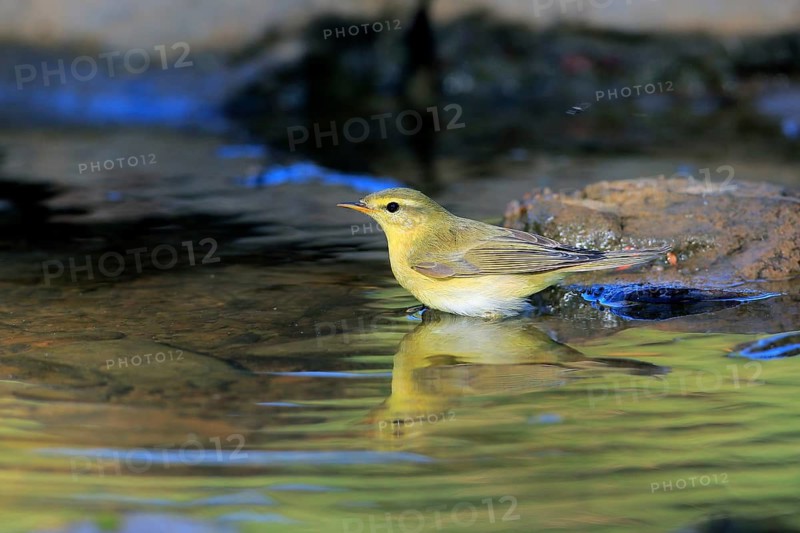 Garden Warbler (Sylvia borin) at a waterhole, Andalusia, Spain