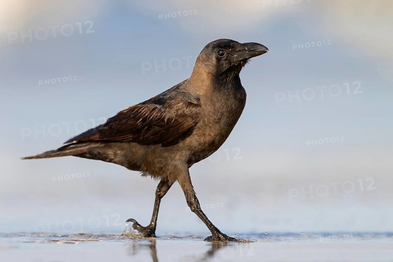 Shining Crow, Indian House Crow, House Crow, (Corvus splendens), Corbeau familier, Corneja India, Raysut, Salalah, Dhofar, Oman