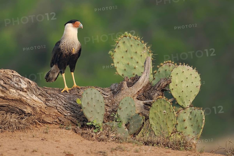 Northern Crested Caracara (Caracara cheriway) perched on a log, Texas, USA