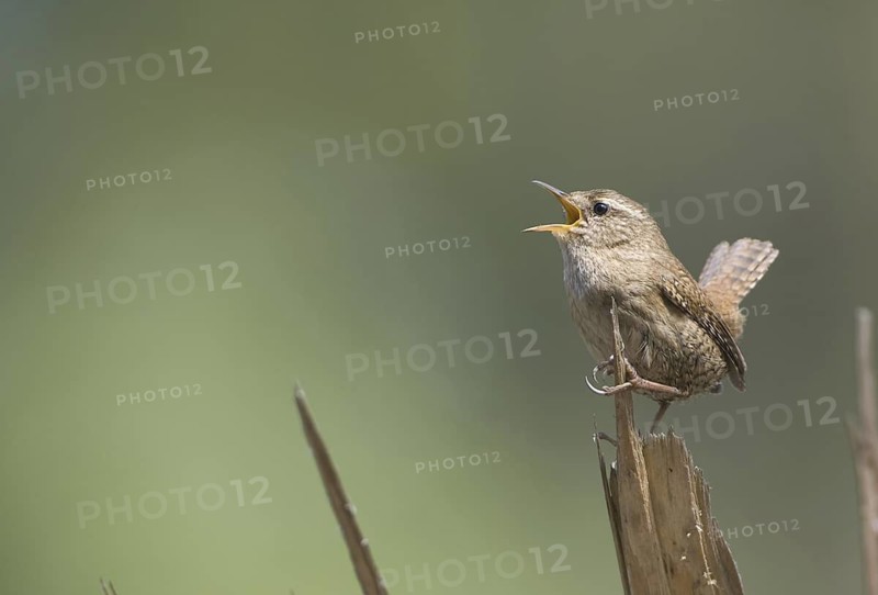 Eurasian Wren (Troglodytes troglodytes) singing, Saxony, Germany