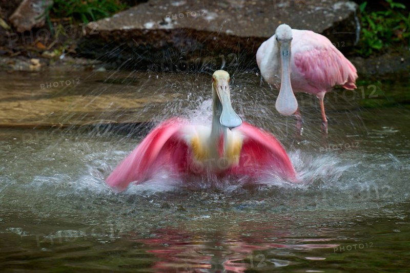 Two roseate spoonbills in water, dynamic movement and splashing water, interaction, roseate spoonbill (Ajaja ajaja), spring, St. Augustine, Florida, USA