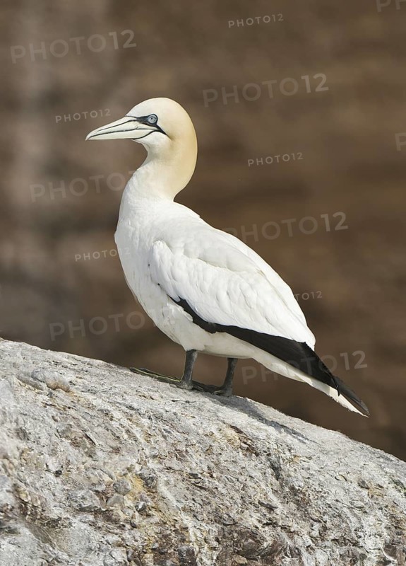 Northern Gannet (Morus bassanus), Quebec, Canada