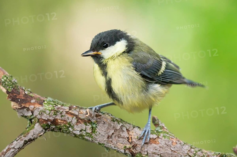 Great Tit (Parus major) juvenile, Lower Saxony, Germany