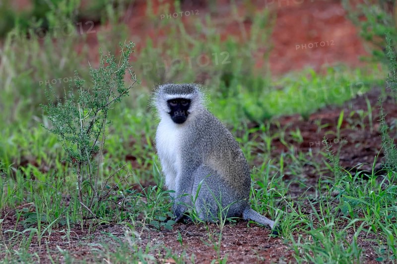 Vervet Monkey (Chlorocebus pygerythrus), adult, on ground, sitting, alert, Mokala National Park, Northern Cape, South Africa