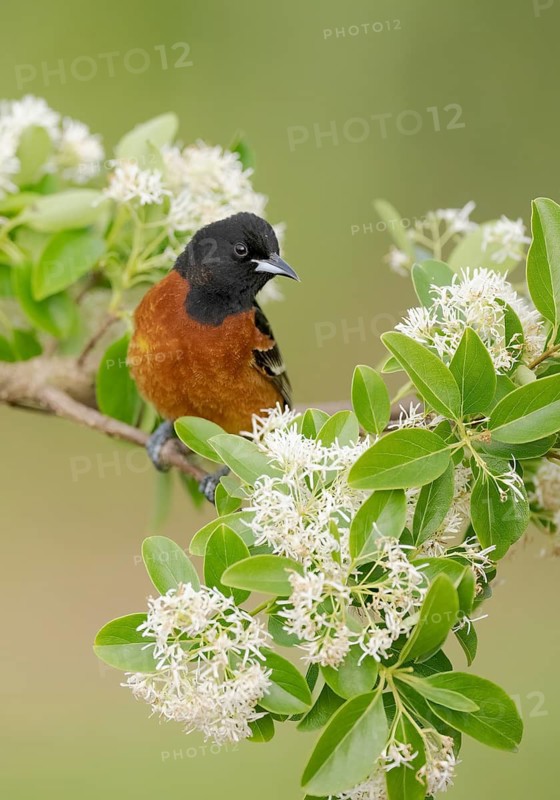 Orchard Oriole (Icterus spurius) male, Texas, USA