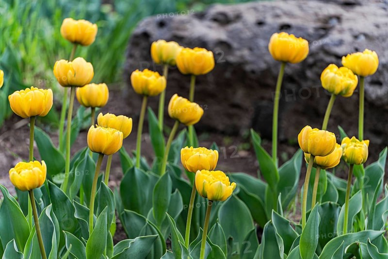 A bed of vibrant yellow tulips stands out against green foliage and a rough, stone background in a serene garden setting
