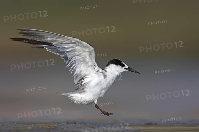 Saunders's Tern (Sternula saundersi), Oman