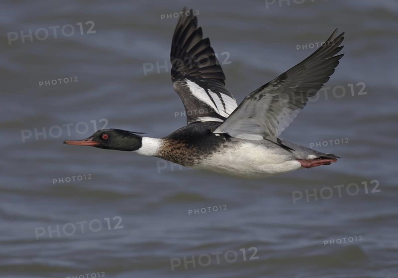 Red-breasted Merganser (Mergus serrator) male flying, Ohio, USA
