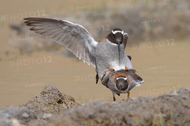 Diademed Plover (Phegornis mitchellii) pair mating, Santiago Metropolitan, Chile