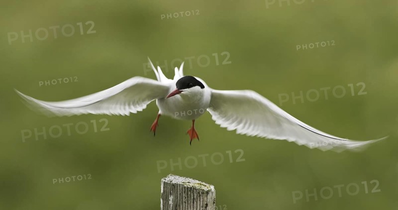 Arctic Tern (Sterna paradisaea), Iceland