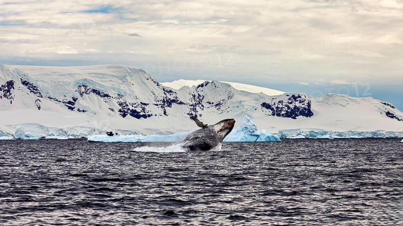A jump of a whale in front of majestic icebergs, humpback whale (Megaptera novaeangliae) observation in the Southern Ocean in Antarctica