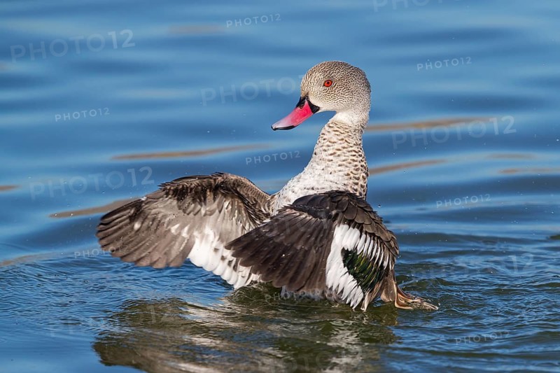 Cape teal (Anas capensis), Cape Teal, Canard du Cap, Cerceta de El Cabo, False Bay Nature Reserve / Strandfontein Sewage Works, Cape Town, Western Cape, South Africa