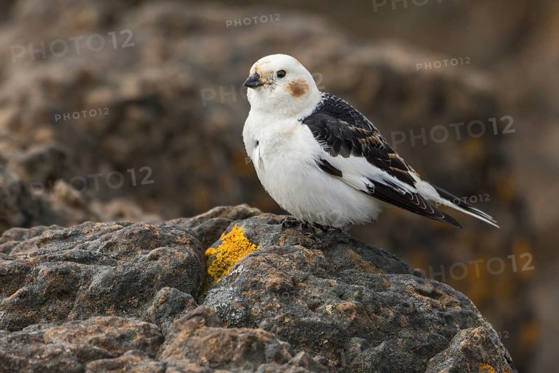 Snow Bunting (Plectrophenax nivalis insulae) male perched on a stone, Iceland