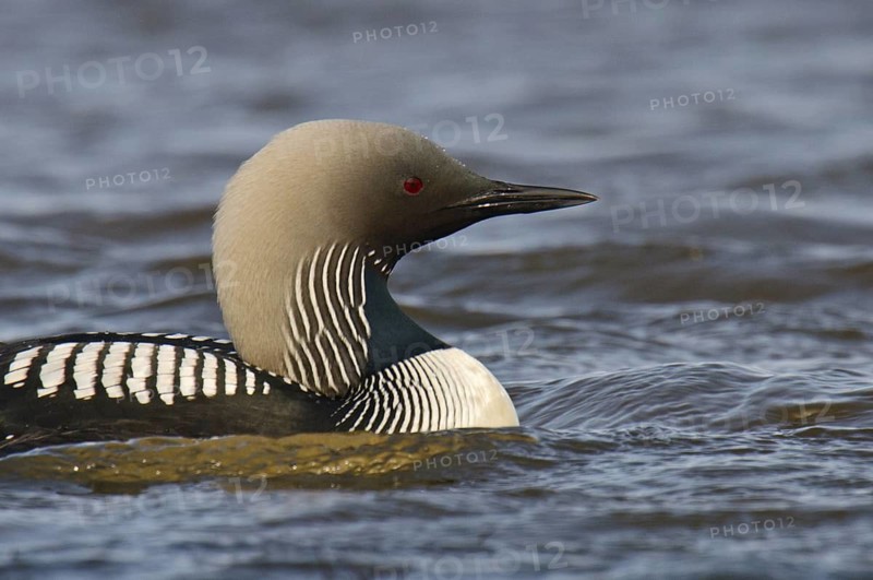 Pacific Loon (Gavia pacifica), Alaska, USA