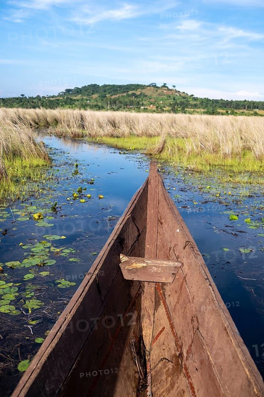 Bow of a wooden boat, driving through swamp, Mabamba, Lake Victoria, Uganda