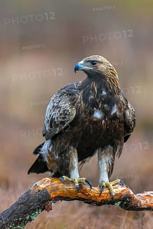European golden eagle (Aquila chrysaetos chrysaetos) perched on branch in moorland, heathland in winter
