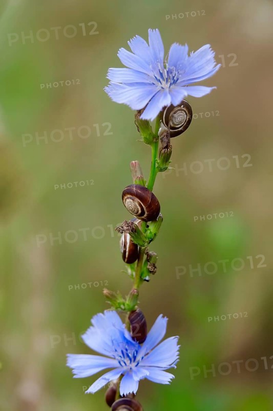 Small snails in the garden, July, Germany