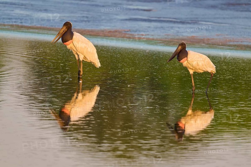 Two birds standing in water with clear reflections in nature, Jabiru (Jabiru mycteria), Pantanal, Mato Grosso, Brazil