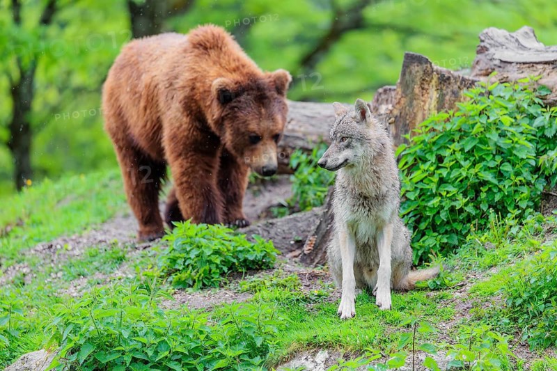 Situation awareness is crucial! A Eurasian gray wolf (Canis lupus lupus) is surprised by a European brown bear (Ursus arctos arctos) approaching from behind in a green meadow on a hill