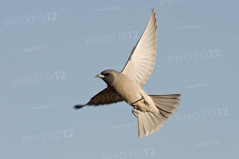 Masked Woodswallow (Artamus personatus) flying, Western Australia, Australia