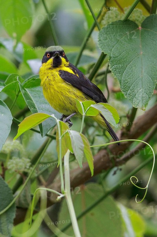 Yellow-bellied Dacnis (Dacnis flaviventer) perched on a branch in Manu National Park, Peru