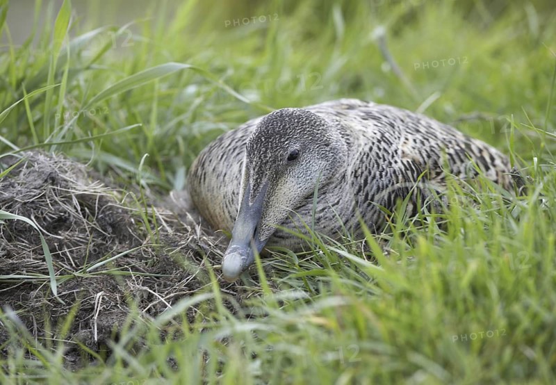 Common Eider (Somateria mollissima) female, Schleswig-Holstein, Germany