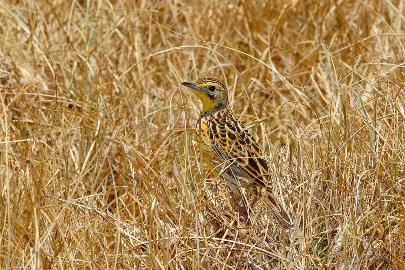 Sharpe's Longclaw, Macronyx sharpei