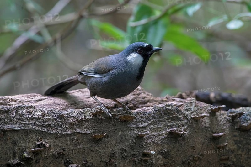 Black-throated Laughingthrush (Garrulax chinensis), Hanoi, Vietnam