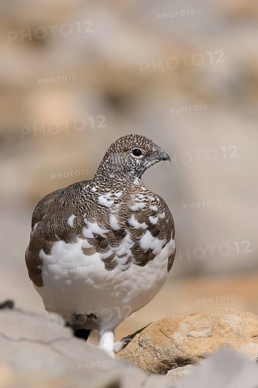 Rock Ptarmigan (Lagopus muta) male, Appenzell Outer-Rhodes, Switzerland