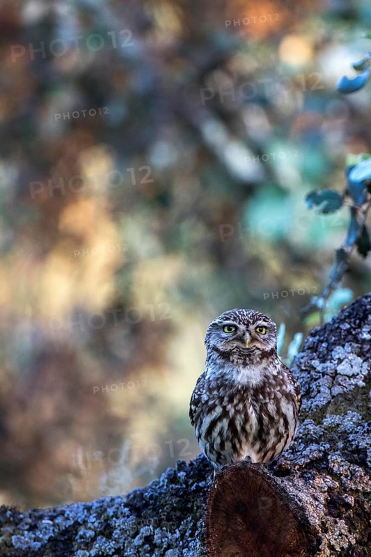 Little Owl (Athene noctua) perched in a tree, Andalusia, Spain
