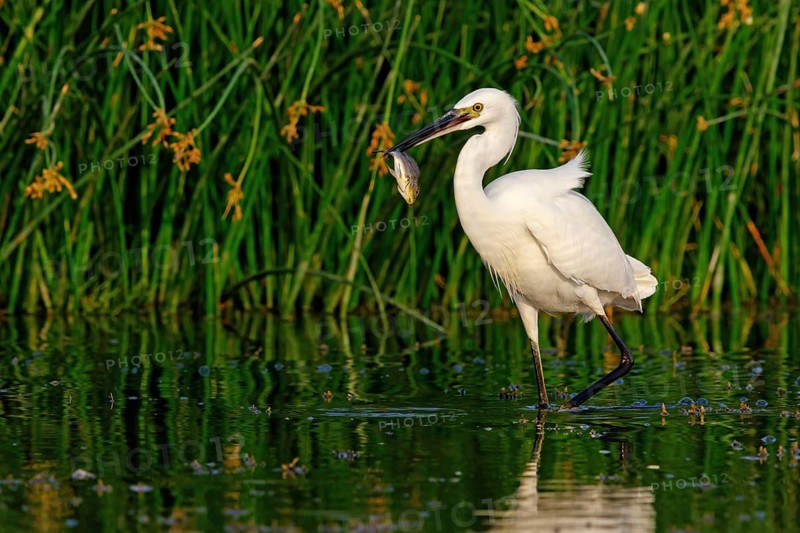 Animals, birds, heron, egret, biotope, habitat, foraging, (Egretta garzetta), Khawr Rawri, Salalah, Dhofar, Oman