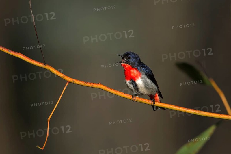 Mistletoebird (Dicaeum hirundinaceum) male singing, Victoria, Australia