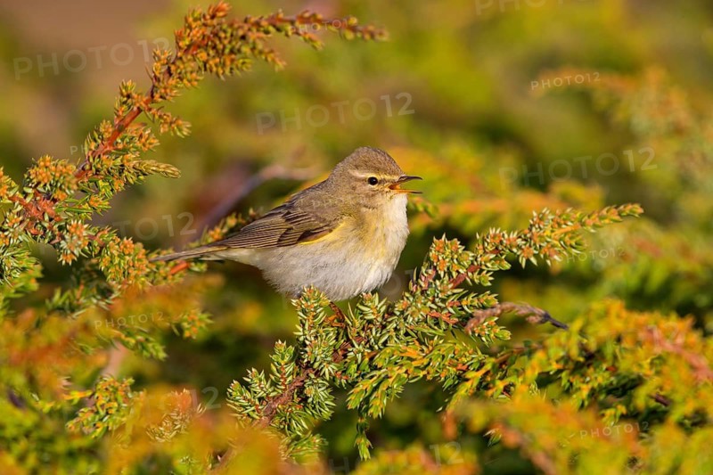 Fitis, Willow Warbler, Phylloscopus trochilus, Pouillot fitis, Mosquitero Musical