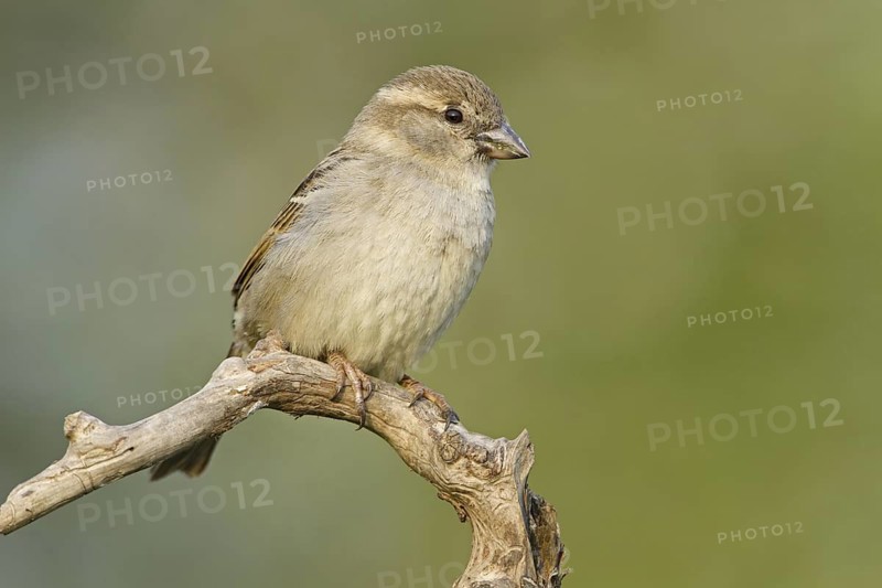 House Sparrow (Passer domesticus) female, Germany