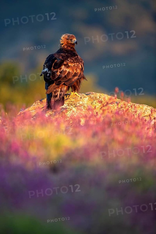 Golden Eagle (Aquila chrysaetos) perched on a rock amongst flowers, Madrid, Spain