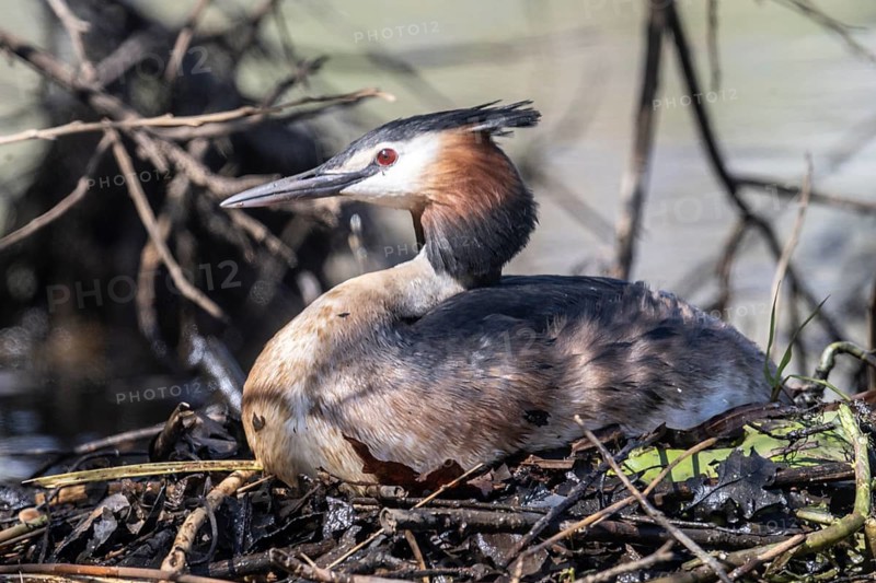 Great Crested Grebe (Podiceps Scalloped ribbonfish) at the nest, Emsland, Lower Saxony, Germany
