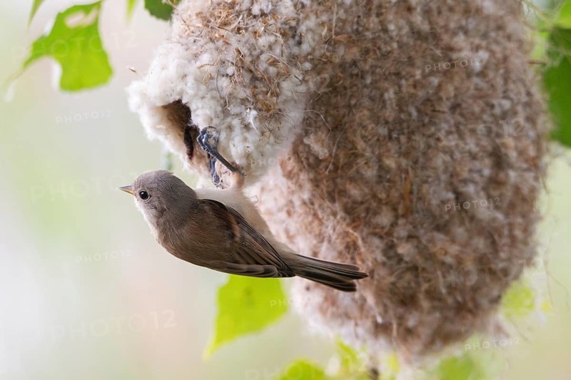 Eurasian Penduline Tit (Remiz pendulinus) juvenile, one week after leaving the nest, Saxony-Anhalt, Germany