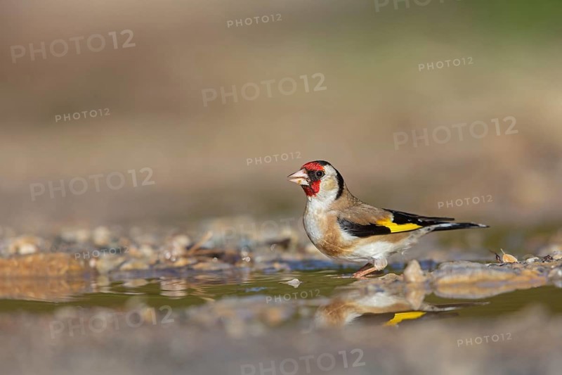 Goldfinch, goldfinch, Carduelis carduelis, Lesbos, Greece