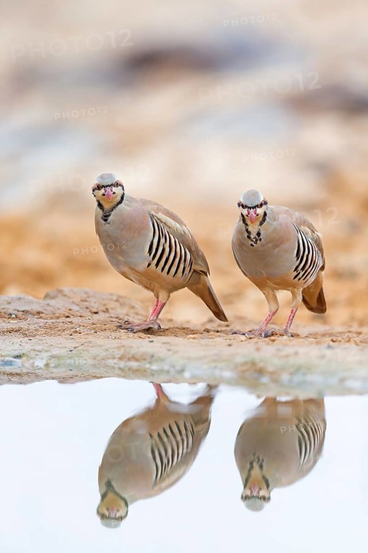 Chukar chicken, Chukar stone chicken, (Alectoris chuka), Animals, Chickens, Chukahens, Family of the pheasant-like chicken birds, Celias Waterhole, Ezuz, HaDarom, Israel