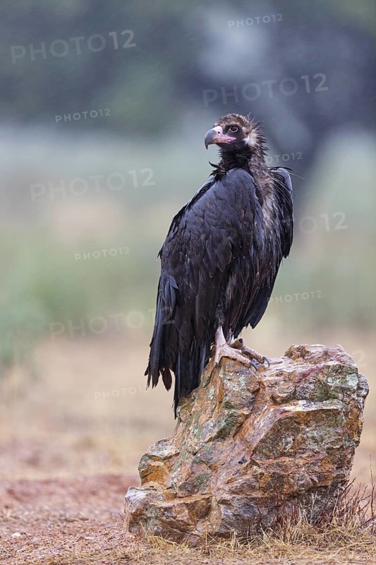 Cinereous Vulture, (Cinereous Vulture, Aegypius monachus), Animals, Birds, Sierra de San Pedro, Herreruela, Extremadura, Spain