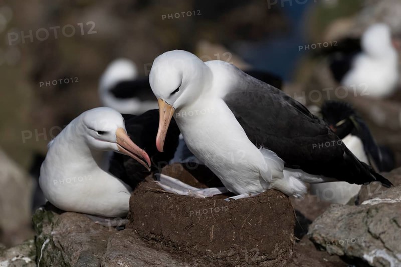 Black-browed albatross (Thalassarche melanophris), pair at a clay nest in the breeding colony, a rockhopper penguin in the background, Saunders Island, Falkland Islands
