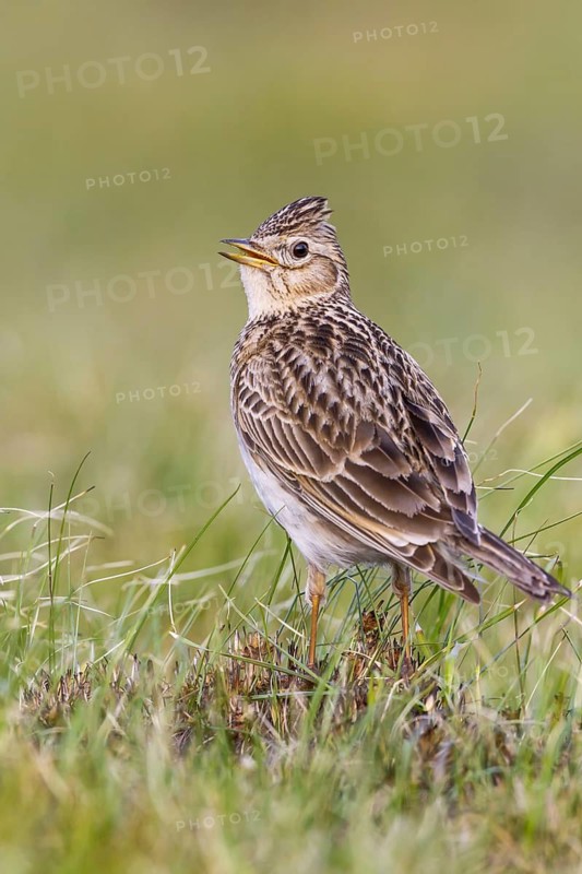 Eurasian Skylark (Alauda arvensis) singing in field, Gorski kotar, Croatia