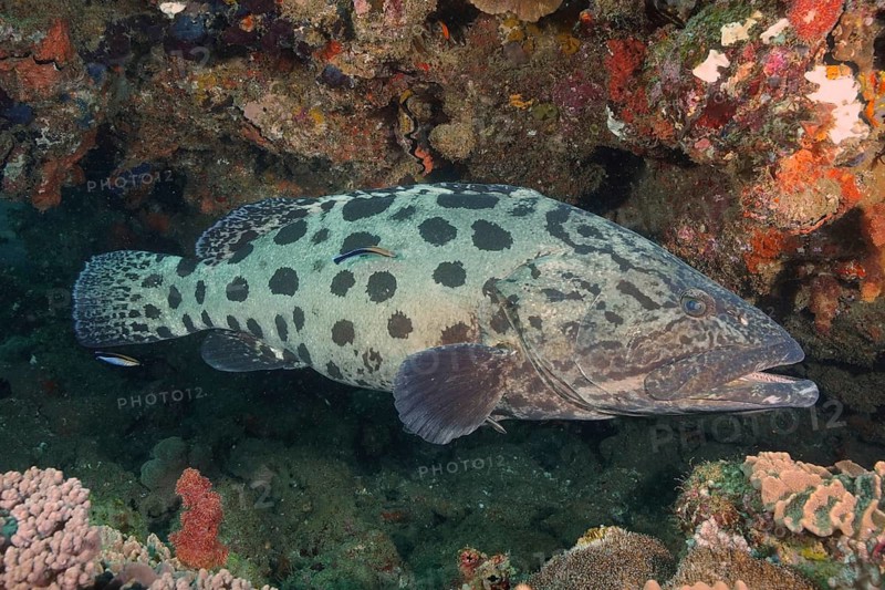 Potato grouper (Epinephelus tukula)
