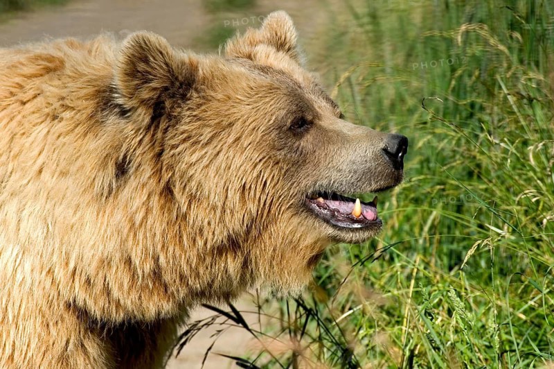 European brown bear (Ursus arctos) standing on a field path in a meadow with high grass, close-up of face, animal portrait, Poing Wildlife Park, Upper Bavaria, Bavaria, Germany