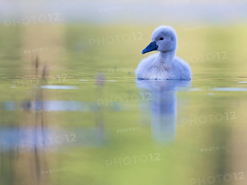 Mute Swan (Cygnus olor) chick, Mecklenburg-Western Pomerania, Germany