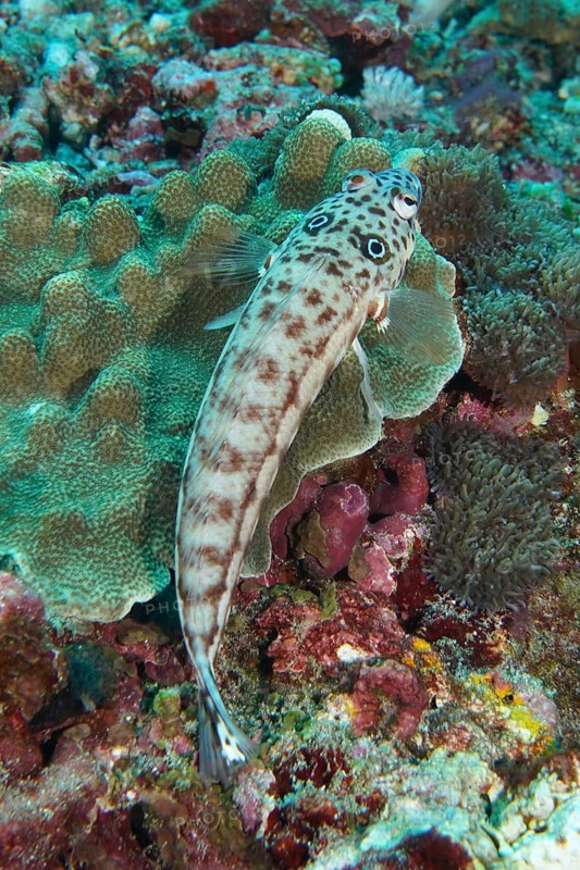 An earspot sand perch (Parapercis clathrata) with distinctive patterns resting on coral, dive site Toyapakeh, Nusa Ceningan, Nusa Penida, Bali, Indonesia