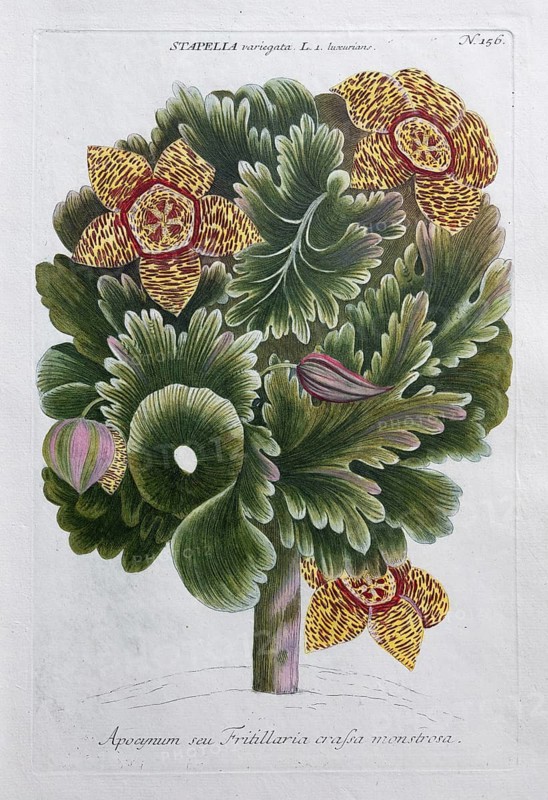 Stapelia, apocynum seu Fritillaria crafsa monstrosa, hand-colored mezzotinto copper engraving from Phytanthoza iconographica by Johann Wilhelm Weinmann, executed by Bartholomäus Seutter, Johann Jakob Haid and Johann Elias Ridinger, Regensburg 1734-1745