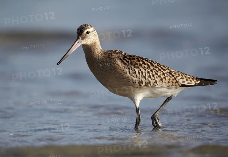 Bar-tailed Godwit (Limosa lapponica) foraging, Mecklenburg-Western Pomerania, Germany